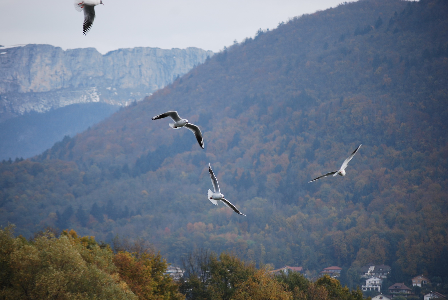 Fonds d'cran Animaux Oiseaux - Mouettes et Golands Groupe de mouettes