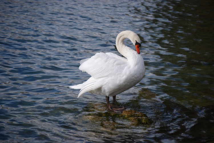 Fonds d'cran Animaux Oiseaux - Cygnes Cygne qui se gratte