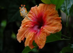 Fonds d'cran Nature hibiscus