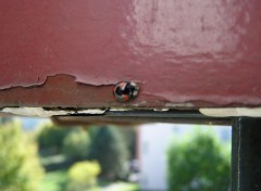 Fonds d'cran Animaux Coccinelle sur mon balcon