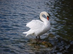 Wallpapers Animals Cygne qui se gratte