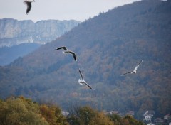 Wallpapers Animals Groupe de mouettes