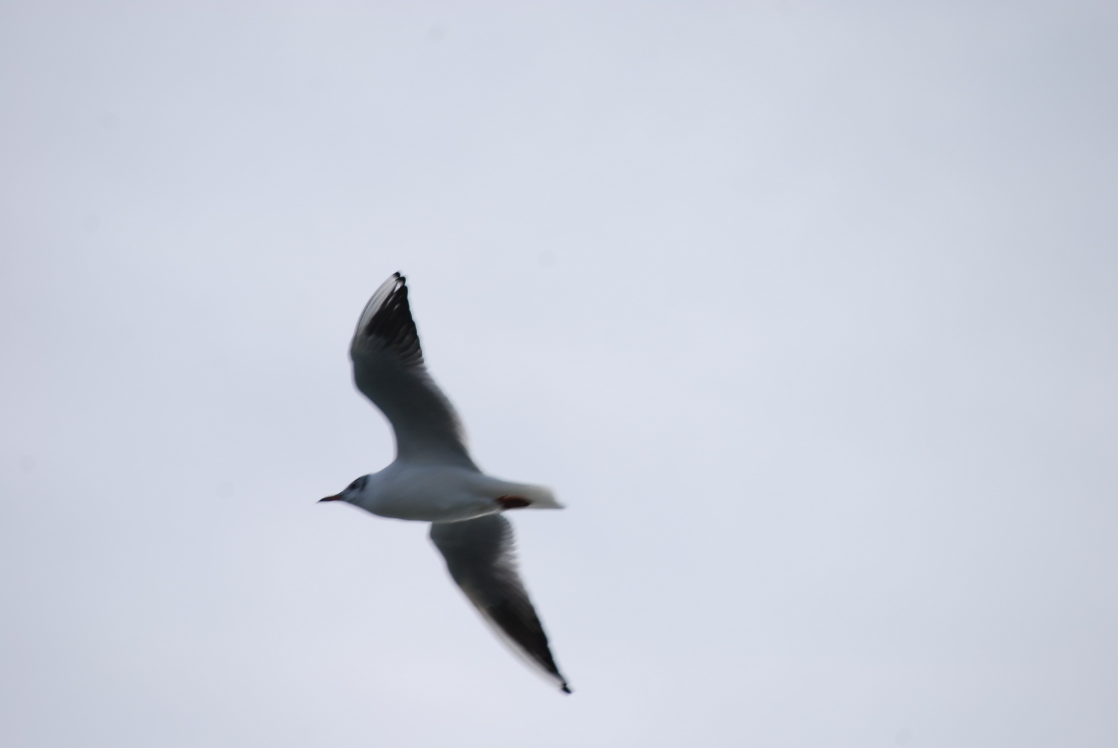 Wallpapers Animals Birds - Gulls Jolie petite mouette