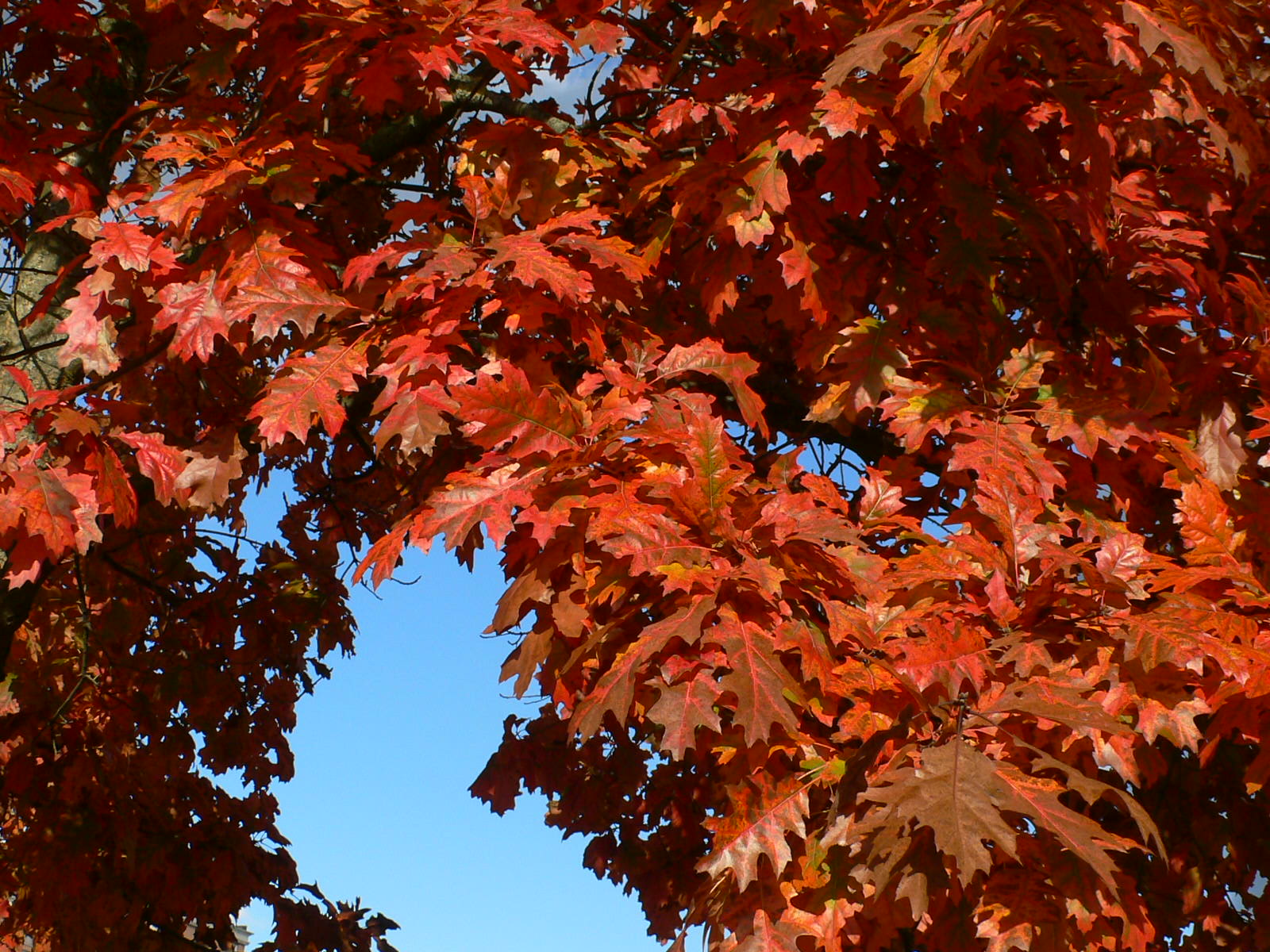 Fonds d'cran Nature Arbres - Forts Splendeur automnale