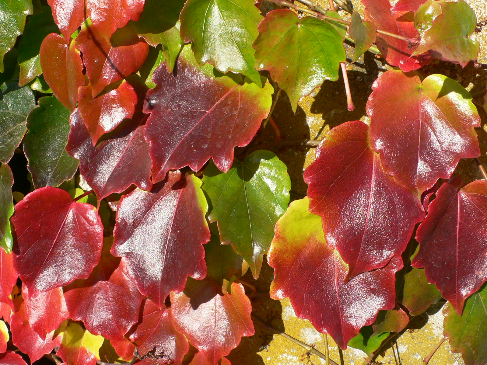 Fonds d'cran Nature Feuilles - Feuillages Feuilles d'automne cires ?