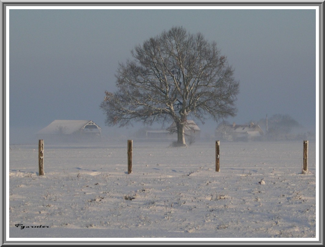 Fonds d'cran Nature Saisons - Hiver Le chne et le froid.