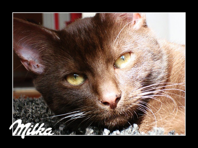 Fonds d'cran Animaux Chats - Chatons Milka le chat chocolat