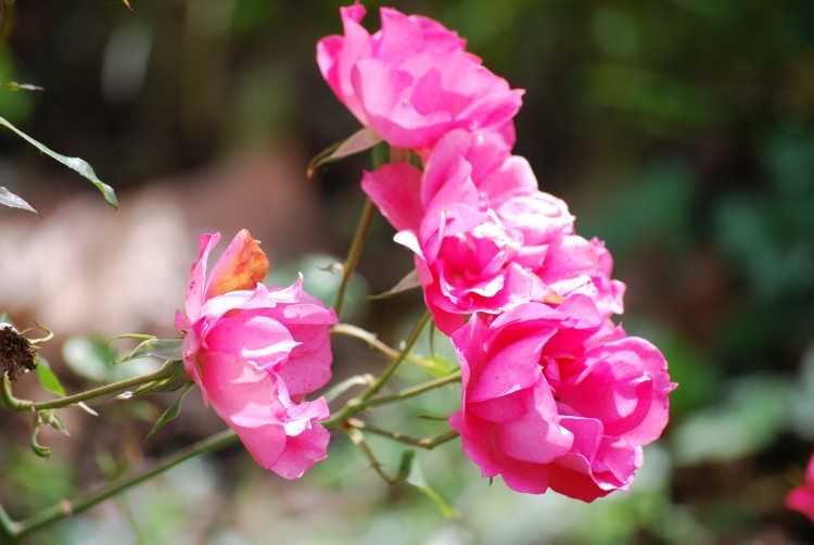 Fonds d'cran Nature Fleurs Rose rose  Annecy