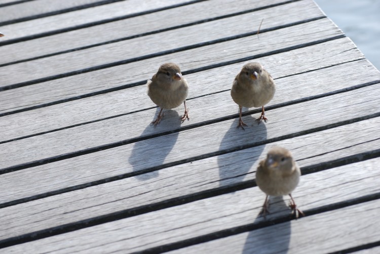 Fonds d'cran Animaux Oiseaux - Moineaux 3 petits moineaux