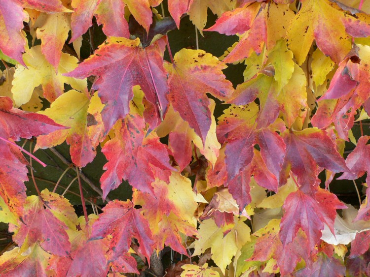 Fonds d'cran Nature Feuilles - Feuillages Vigne vierge