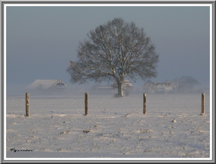 Fonds d'cran Nature Saisons - Hiver Le chne et le froid.