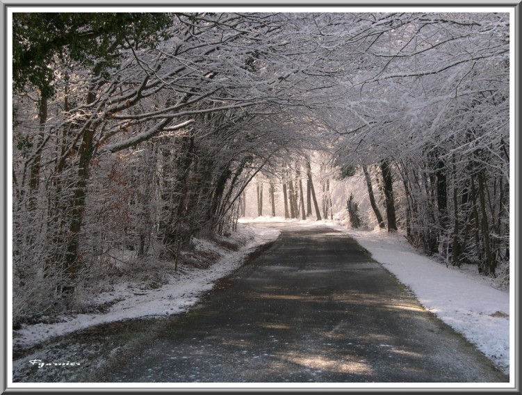 Fonds d'cran Nature Saisons - Hiver Foret sous la neige