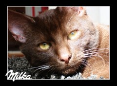 Fonds d'cran Animaux Milka le chat chocolat