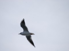 Wallpapers Animals Jolie petite mouette