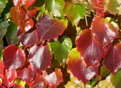 Fonds d'cran Nature Feuilles d'automne cires ?