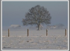 Fonds d'cran Nature Le chne et le froid.