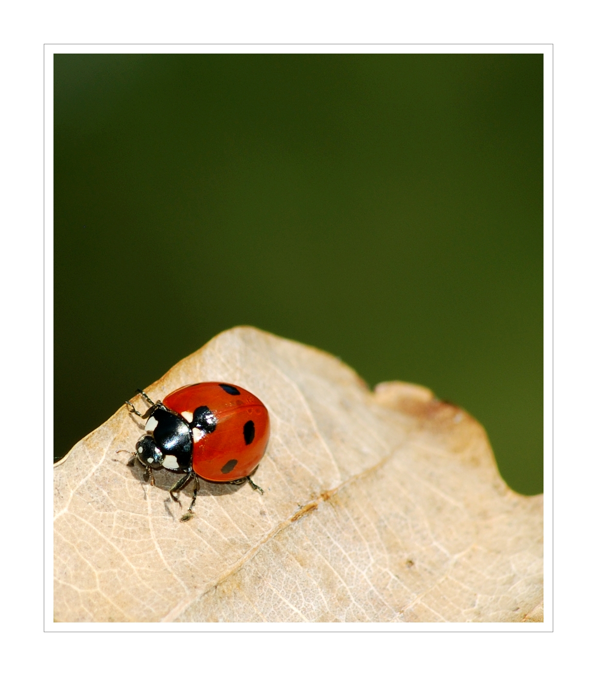 Fonds d'cran Animaux Insectes - Coccinelles Une Coccinelle en automne...