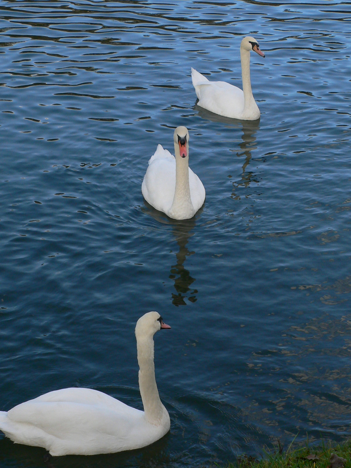 Wallpapers Animals Birds - Swans Trio de cygnes en Seine majeure