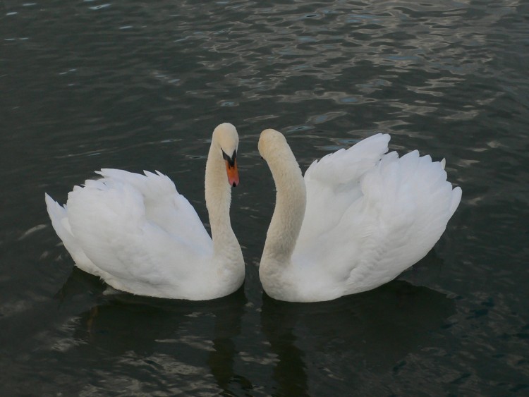 Fonds d'cran Animaux Oiseaux - Cygnes Quels mots d'amour se chuchotent-ils ?