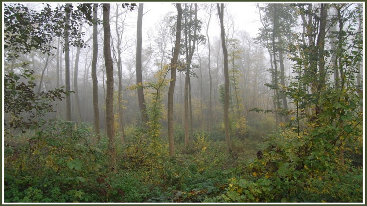 Fonds d'cran Nature Saisons - Automne Brumes en Picardie