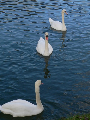 Fonds d'cran Animaux Oiseaux - Cygnes Trio de cygnes en Seine majeure