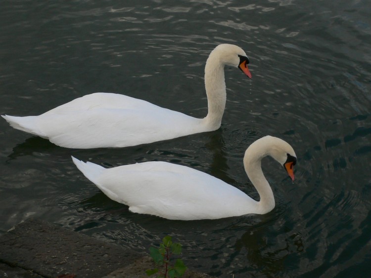 Fonds d'cran Animaux Oiseaux - Cygnes A l'unisson