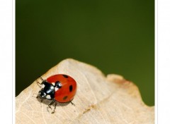 Fonds d'cran Animaux Une Coccinelle en automne...