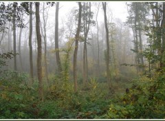 Fonds d'cran Nature Brumes en Picardie