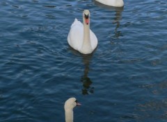 Fonds d'cran Animaux Trio de cygnes en Seine majeure