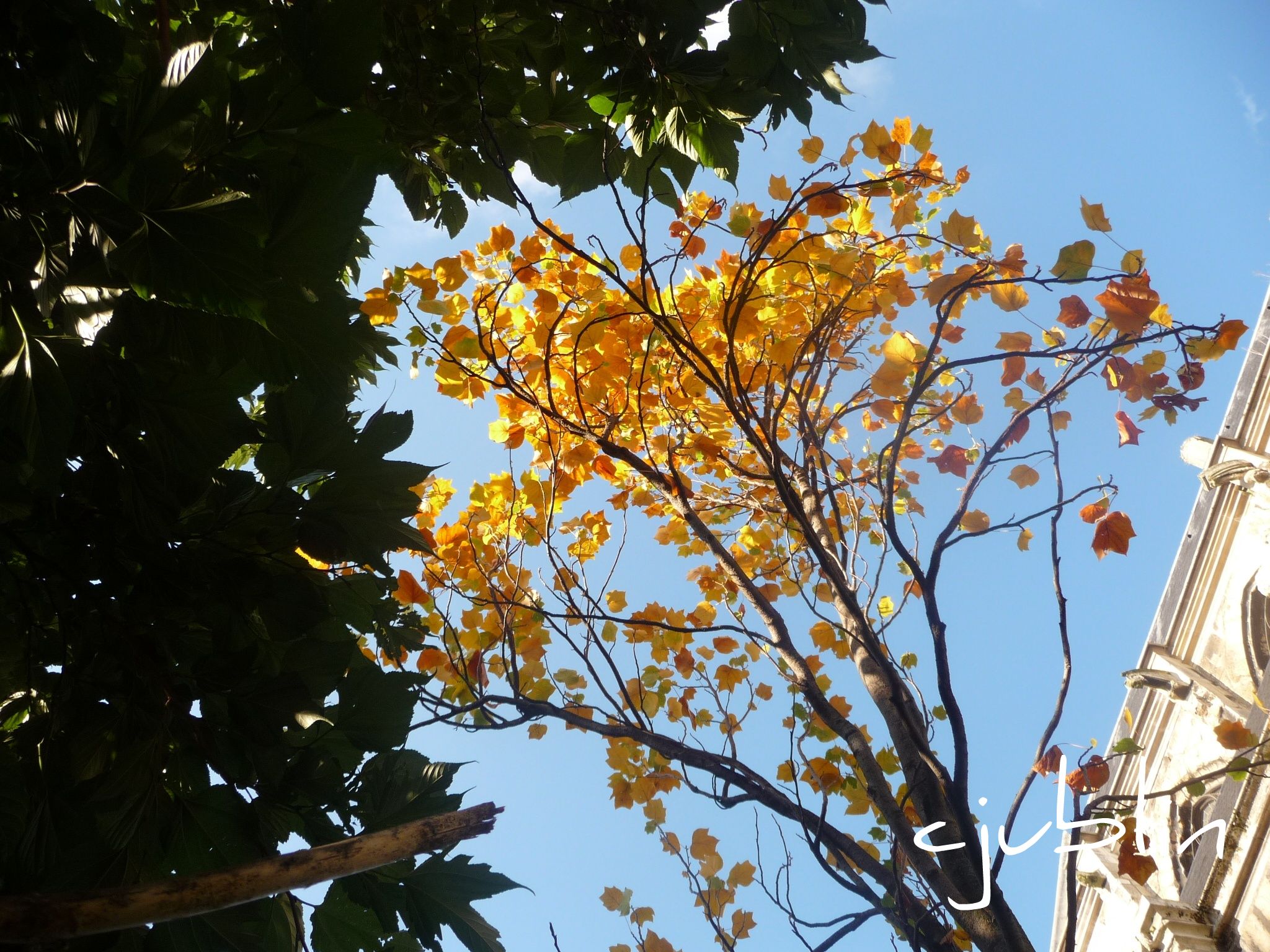 Fonds d'cran Nature Arbres - Forts l'automne dans l'azur