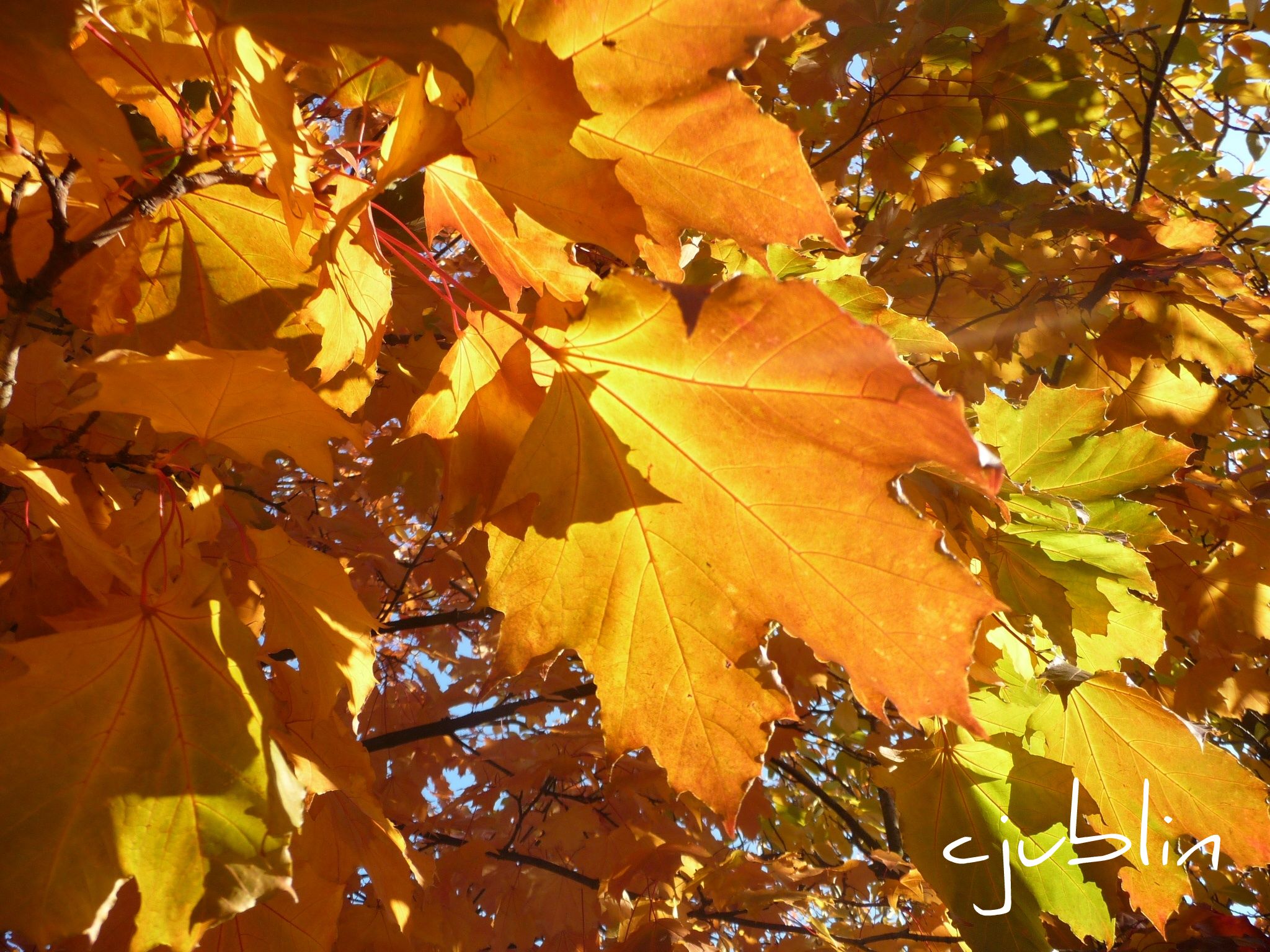 Fonds d'cran Nature Feuilles - Feuillages de l'or dans le ciel