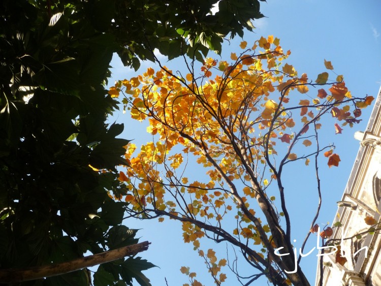 Fonds d'cran Nature Arbres - Forts l'automne dans l'azur