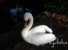 Wallpapers Animals la splendeur du cygne et les reflets d'automne