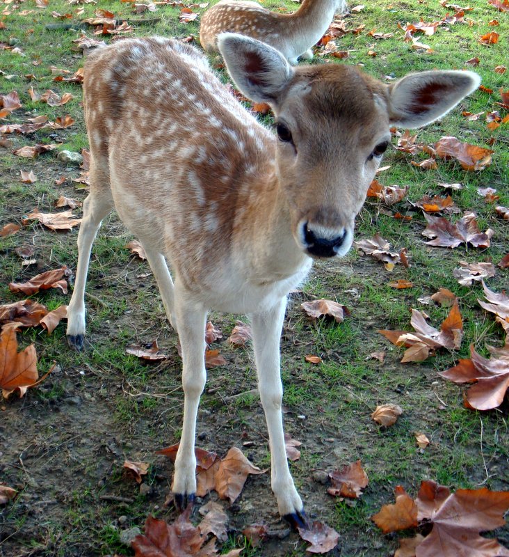 Fonds d'cran Animaux Cervids J'ai vu Bambi en vrai !