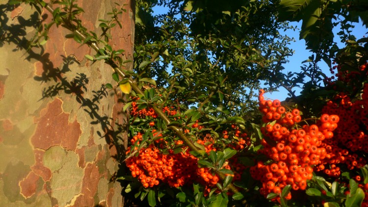 Fonds d'cran Nature Plantes - Arbustes Baies d'automne