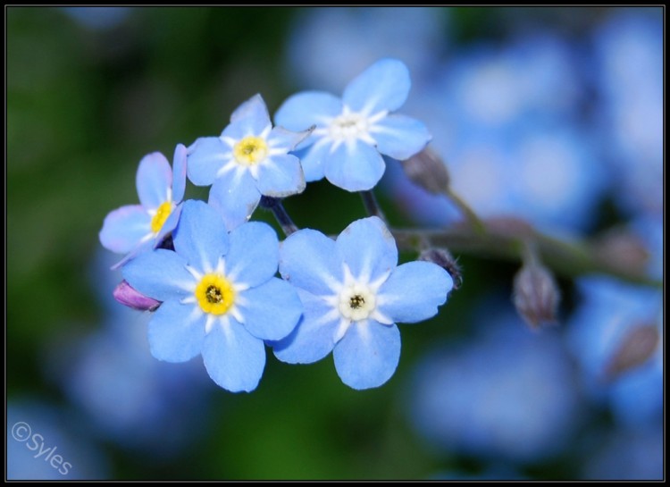 Wallpapers Nature Flowers Myosotis bleu