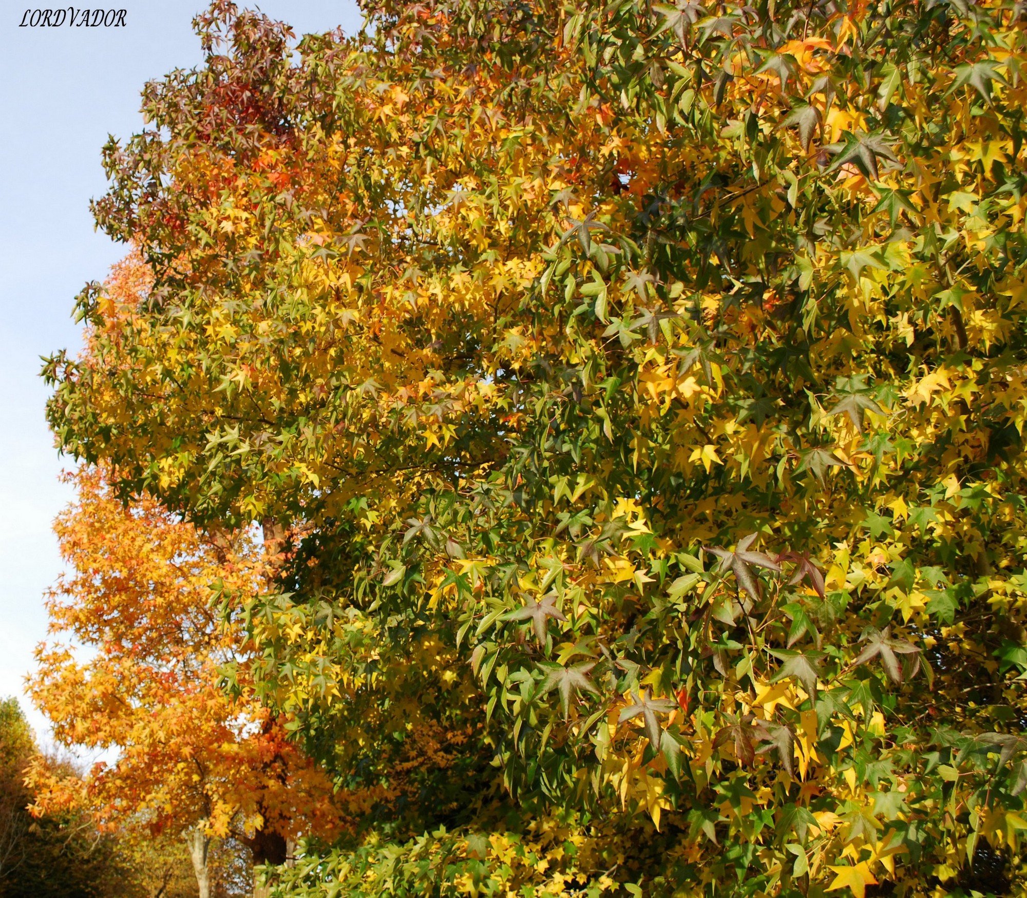 Fonds d'cran Nature Feuilles - Feuillages couleurs automnales