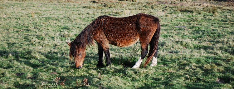 Fonds d'cran Animaux Chevaux Wallpaper N217223