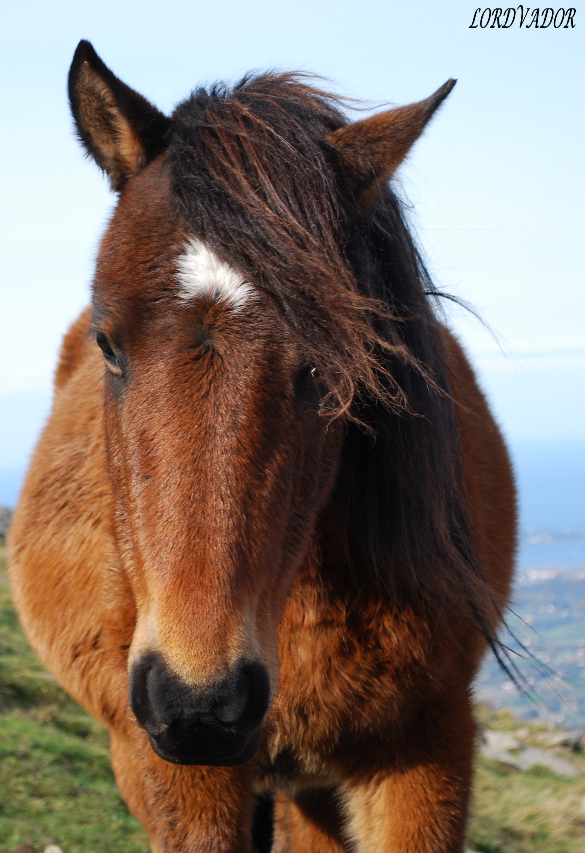 Wallpapers Animals Horses 