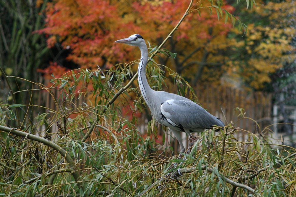 Fonds d'cran Animaux Oiseaux - Hrons hron