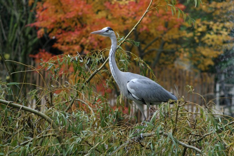 Fonds d'cran Animaux Oiseaux - Hrons hron