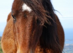 Fonds d'cran Animaux Image sans titre N217391