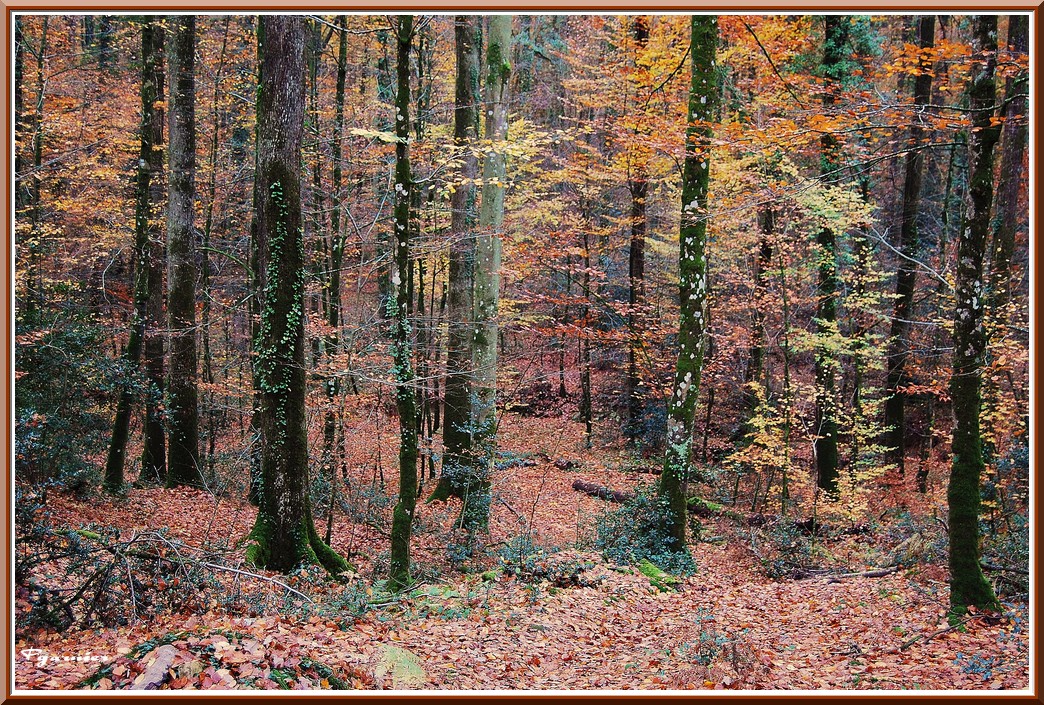 Wallpapers Nature Seasons - Fall Promenade en sous bois