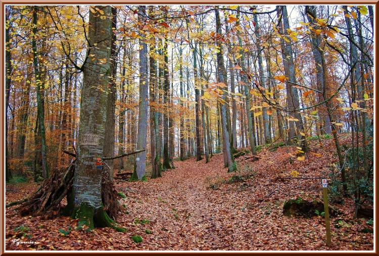 Wallpapers Nature Seasons - Fall Promenade en sous bois