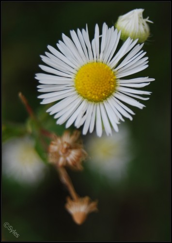 Fonds d'cran Nature Fleurs Marguerite