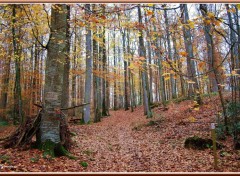 Fonds d'cran Nature Promenade en sous bois