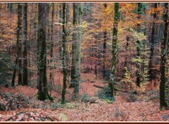 Fonds d'cran Nature Promenade en sous bois