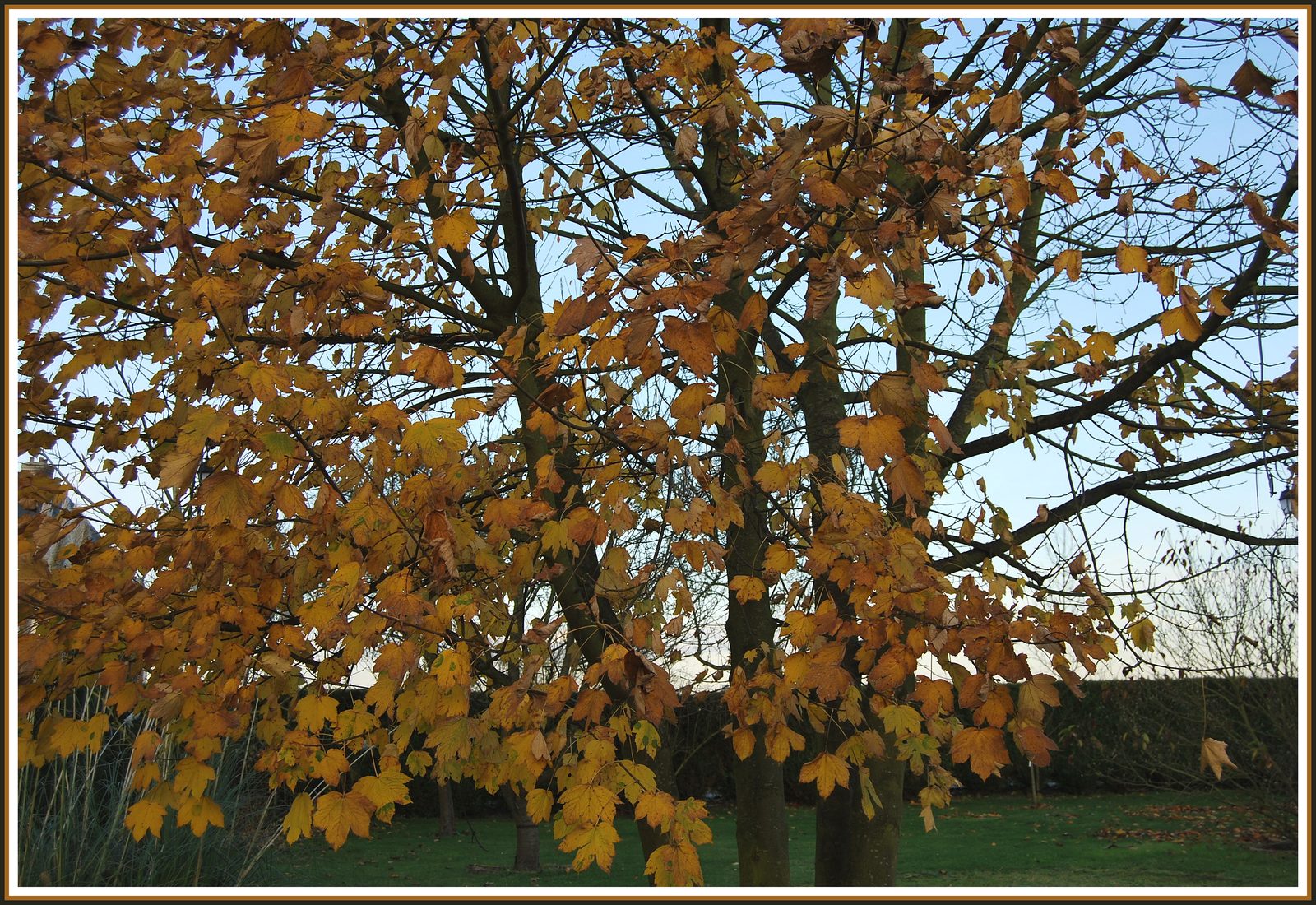 Fonds d'cran Nature Feuilles - Feuillages Les dernires feuilles