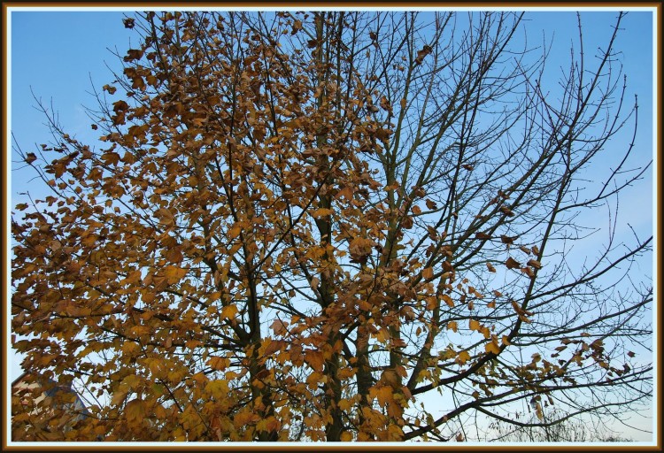 Fonds d'cran Nature Feuilles - Feuillages Automne ou hiver ?