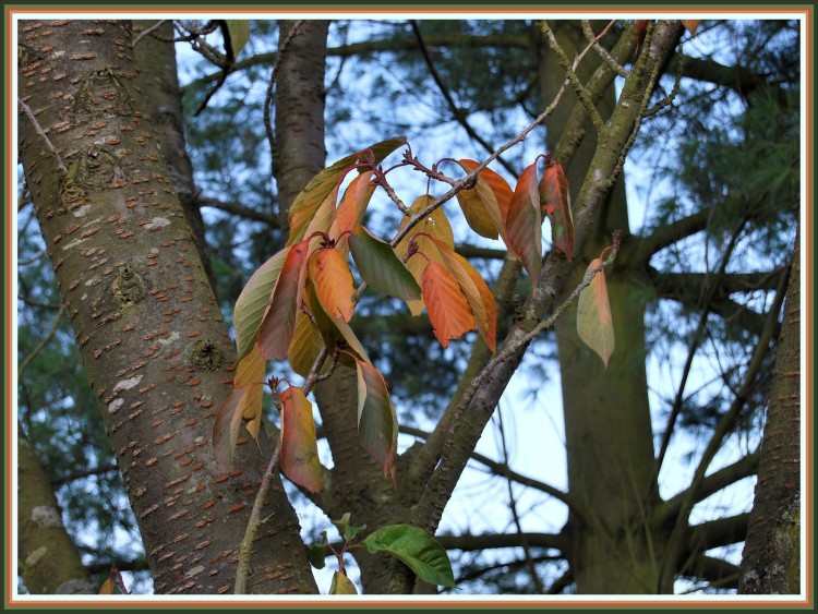 Fonds d'cran Nature Feuilles - Feuillages Les dernires feuilles